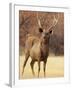 Sambar Stag in Dry Grassland, Ranthambhor National Park, India-Jagdeep Rajput-Framed Photographic Print