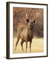 Sambar Stag in Dry Grassland, Ranthambhor National Park, India-Jagdeep Rajput-Framed Photographic Print