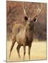 Sambar Stag in Dry Grassland, Ranthambhor National Park, India-Jagdeep Rajput-Mounted Photographic Print