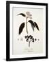 Sambucus Ebulus-null-Framed Giclee Print