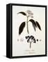 Sambucus Ebulus-null-Framed Stretched Canvas