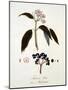 Sambucus Ebulus-null-Mounted Giclee Print