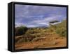 Samburu National Reserve, Kenya, East Africa, Africa-Robert Harding-Framed Stretched Canvas