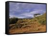 Samburu National Reserve, Kenya, East Africa, Africa-Robert Harding-Framed Stretched Canvas