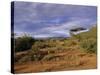 Samburu National Reserve, Kenya, East Africa, Africa-Robert Harding-Stretched Canvas