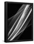 Essential Black