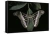 Samia Cynthia (Ailanthus Silkmoth, Cynthia Moth)-Paul Starosta-Framed Stretched Canvas