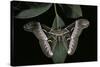 Samia Cynthia (Ailanthus Silkmoth, Cynthia Moth)-Paul Starosta-Stretched Canvas