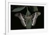 Samia Cynthia (Ailanthus Silkmoth, Cynthia Moth)-Paul Starosta-Framed Photographic Print