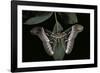 Samia Cynthia (Ailanthus Silkmoth, Cynthia Moth)-Paul Starosta-Framed Photographic Print