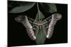 Samia Cynthia (Ailanthus Silkmoth, Cynthia Moth)-Paul Starosta-Mounted Photographic Print