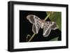 Samia Cynthia Ricini (Indian Eri Silkmoth)-Paul Starosta-Framed Photographic Print