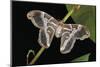 Samia Cynthia Ricini (Indian Eri Silkmoth)-Paul Starosta-Mounted Photographic Print