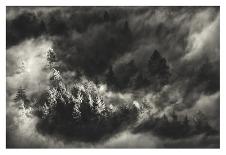 Trees in Mist-Samir Pajic-Stretched Canvas