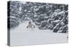 Sammy Podhurst Exploring Marble Bowl On Skis, Colorado-Louis Arevalo-Stretched Canvas