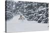 Sammy Podhurst Exploring Marble Bowl On Skis, Colorado-Louis Arevalo-Stretched Canvas