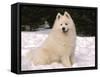 Samoyed Dog in Snow, USA-Lynn M^ Stone-Framed Stretched Canvas