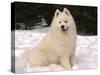 Samoyed Dog in Snow, USA-Lynn M^ Stone-Stretched Canvas