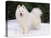 Samoyed Dog in Snow, USA-Lynn M. Stone-Stretched Canvas