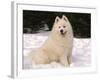 Samoyed Dog in Snow, USA-Lynn M^ Stone-Framed Photographic Print