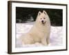 Samoyed Dog in Snow, USA-Lynn M^ Stone-Framed Photographic Print