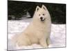 Samoyed Dog in Snow, USA-Lynn M^ Stone-Mounted Photographic Print