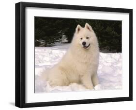 Samoyed Dog in Snow, USA-Lynn M^ Stone-Framed Photographic Print