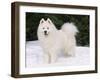 Samoyed Dog in Snow, USA-Lynn M. Stone-Framed Photographic Print