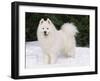 Samoyed Dog in Snow, USA-Lynn M. Stone-Framed Photographic Print