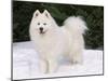 Samoyed Dog in Snow, USA-Lynn M. Stone-Mounted Photographic Print