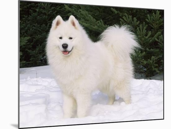 Samoyed Dog in Snow, USA-Lynn M. Stone-Mounted Photographic Print