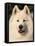 Samoyed Dog, USA-Lynn M. Stone-Framed Stretched Canvas