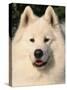 Samoyed Dog, USA-Lynn M. Stone-Stretched Canvas