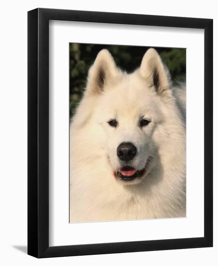 Samoyed Dog, USA-Lynn M. Stone-Framed Premium Photographic Print