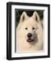 Samoyed Dog, USA-Lynn M. Stone-Framed Premium Photographic Print