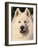 Samoyed Dog, USA-Lynn M. Stone-Framed Photographic Print