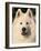 Samoyed Dog, USA-Lynn M. Stone-Framed Photographic Print