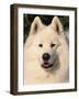 Samoyed Dog, USA-Lynn M. Stone-Framed Photographic Print