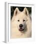 Samoyed Dog, USA-Lynn M. Stone-Framed Photographic Print