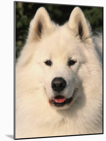 Samoyed Dog, USA-Lynn M. Stone-Mounted Photographic Print