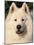 Samoyed Dog, USA-Lynn M. Stone-Mounted Photographic Print