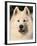 Samoyed Dog, USA-Lynn M. Stone-Framed Photographic Print