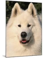 Samoyed Dog, USA-Lynn M. Stone-Mounted Photographic Print