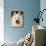 Samoyed Dog, USA-Lynn M. Stone-Mounted Photographic Print displayed on a wall