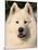 Samoyed Dog, USA-Lynn M. Stone-Mounted Photographic Print