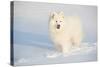 Samoyed in Snow, Ledyard, Connecticut, USA-Lynn M^ Stone-Stretched Canvas