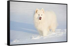 Samoyed in Snow, Ledyard, Connecticut, USA-Lynn M^ Stone-Framed Stretched Canvas