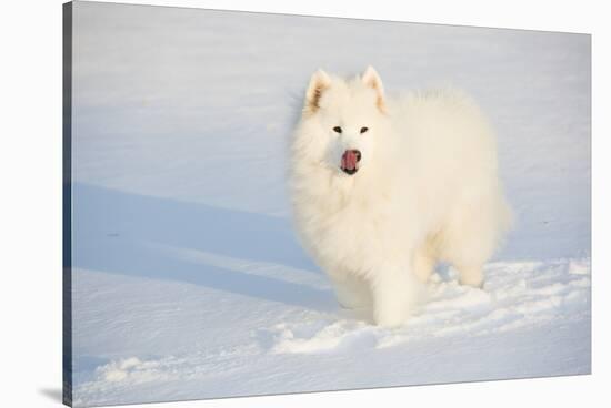 Samoyed in Snow, Ledyard, Connecticut, USA-Lynn M^ Stone-Stretched Canvas