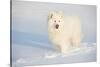 Samoyed in Snow, Ledyard, Connecticut, USA-Lynn M^ Stone-Stretched Canvas