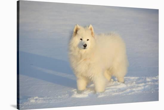 Samoyed in Snow, Ledyard, Connecticut, USA-Lynn M^ Stone-Stretched Canvas